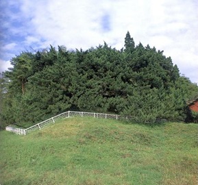 Cheongsong Chinese juniper tree in Andeok-myeon