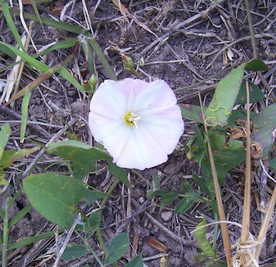 Corda-de-viola Corda-de-viola