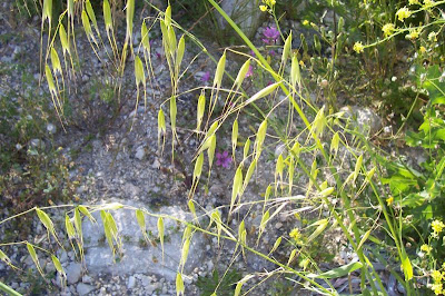 Folle avoine � grosses graines