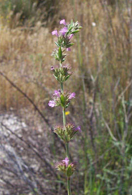Micromeria graeca (L.) Bentham