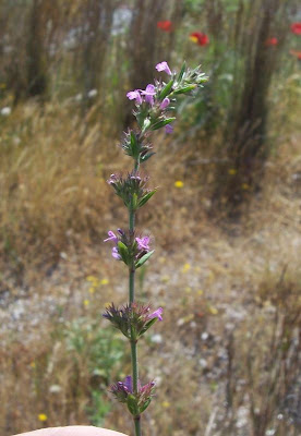 Micromeria graeca (L.) Bentham