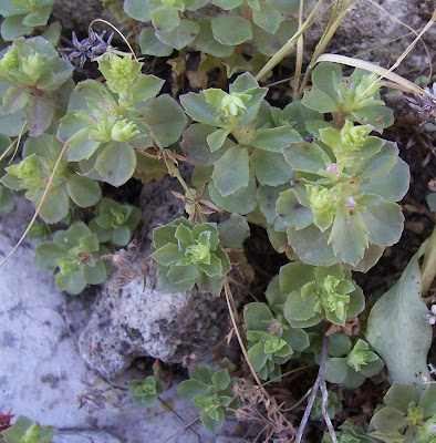 Borracina spinosa Borracina spinosa