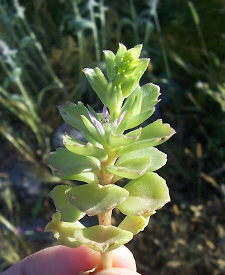 Borracina spinosa Borracina spinosa