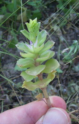 Borracina spinosa Borracina spinosa
