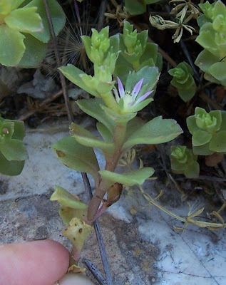 Borracina spinosa Borracina spinosa