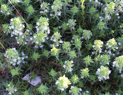 Thymus spinulosus Ten.