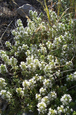 Thymus spinulosus Ten.