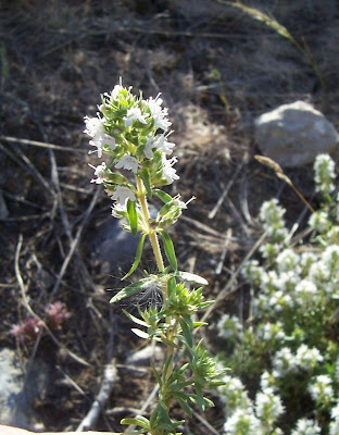 Thymus spinulosus Ten.