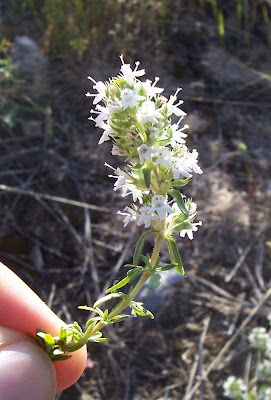 Thymus spinulosus Ten.