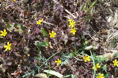 Oxalis cornicul�e