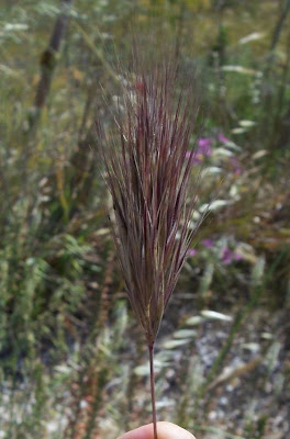 Brome rougeātre Brome rougeātre