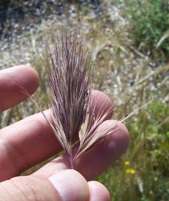 Brome rougeātre Brome rougeātre
