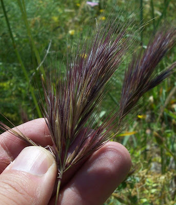 Brome rougeātre Brome rougeātre