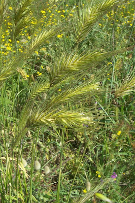 Grano villoso Grano villoso