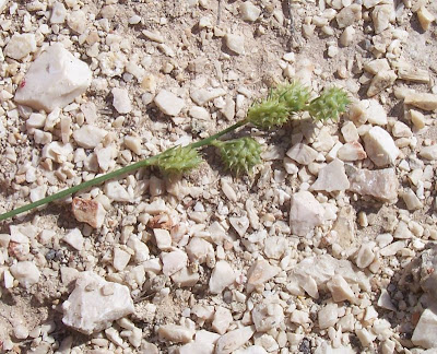 Cockscomb Sainfoin