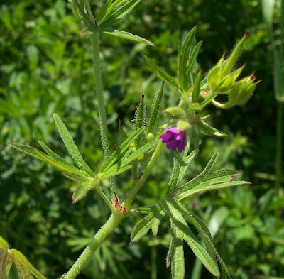 G�ranium � feuilles d�coup�es