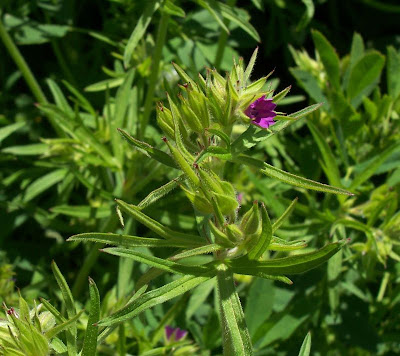 G�ranium � feuilles d�coup�es