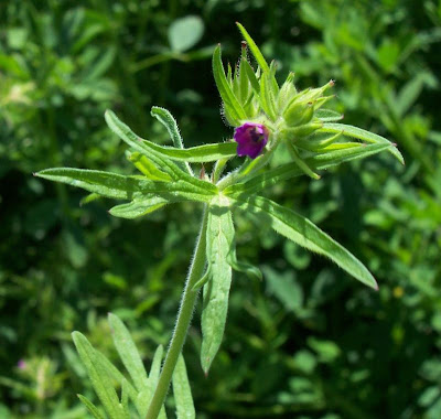 G�ranium � feuilles d�coup�es