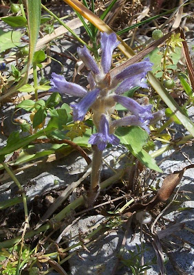 Branched broomrape Branched broomrape