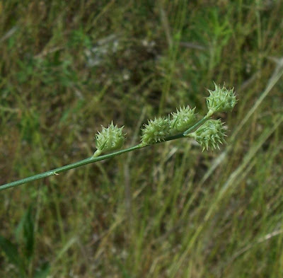 Cockscomb Sainfoin