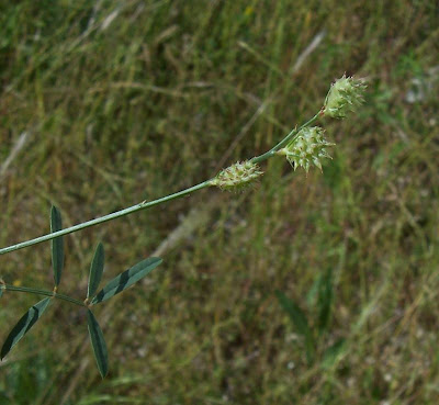 Cockscomb Sainfoin