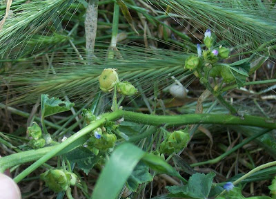Bull mallow