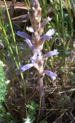 Branched broomrape Branched broomrape