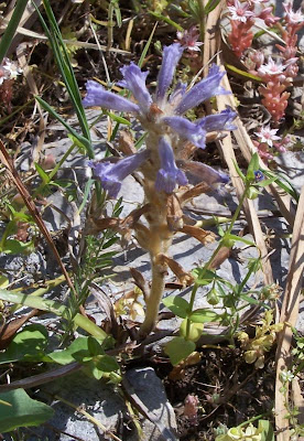 Branched broomrape Branched broomrape