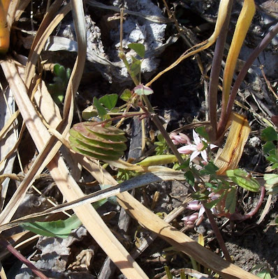 Erba medica orbicolare Erba medica orbicolare