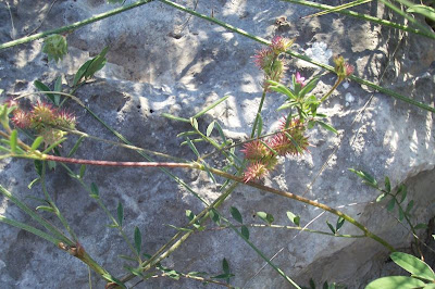 Cockscomb Sainfoin