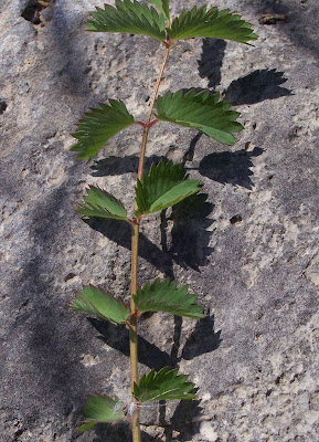 Garden burnet