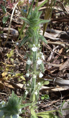 Sideritis romana L.