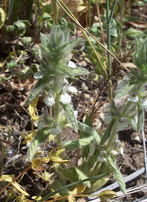 Sideritis romana L.