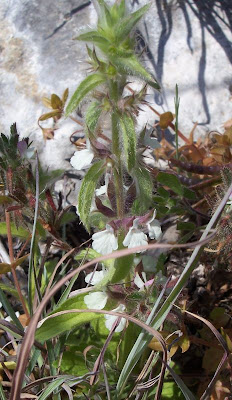 Sideritis romana L.
