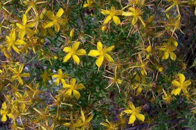 Common St. Johnswort Common St. Johnswort
