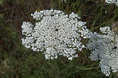 Carota coltivata Carota coltivata