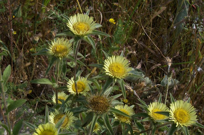 Pallenis spinosa,
Asterisco spinoso,
spiny pallenis