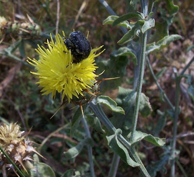 Centaurea nizzarda Centaurea nizzarda