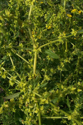 Acedera Acedera