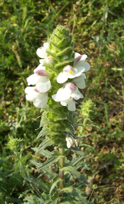 Bartsia trixago Bartsia trixago