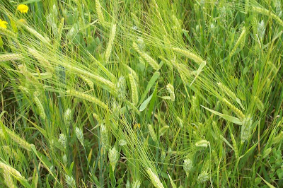 Cereal barley Cereal barley