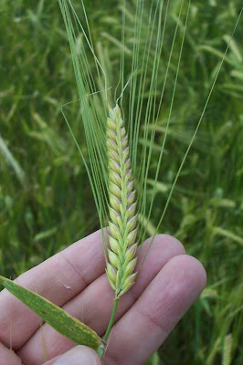 Cereal barley Cereal barley