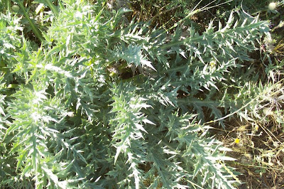 Atractylis gummifera,
acanthomastich,
Masticogna laticifera,
Pine Thistle,
pseudomastich Atractylis gummifera,
acanthomastich,
Masticogna laticifera,
Pine Thistle,
pseudomastich