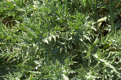 Atractylis gummifera,
acanthomastich,
Masticogna laticifera,
Pine Thistle,
pseudomastich Atractylis gummifera,
acanthomastich,
Masticogna laticifera,
Pine Thistle,
pseudomastich