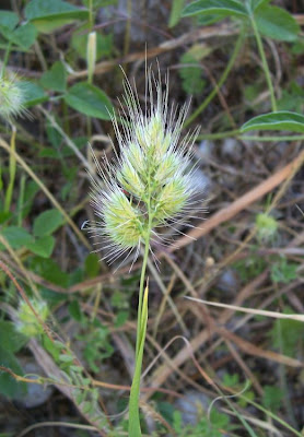 Bristly dogstail grass Bristly dogstail grass