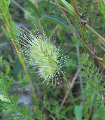 Bristly dogstail grass Bristly dogstail grass