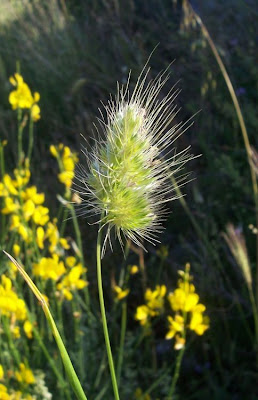 Bristly dogstail grass Bristly dogstail grass