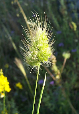 Bristly dogstail grass Bristly dogstail grass
