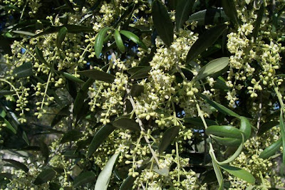African olive African olive