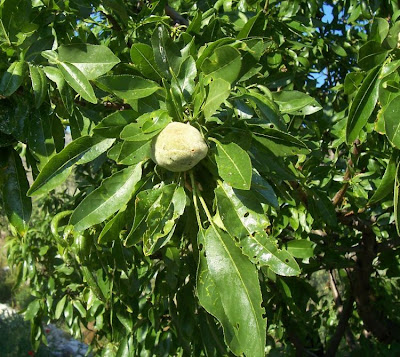 Almond Almond